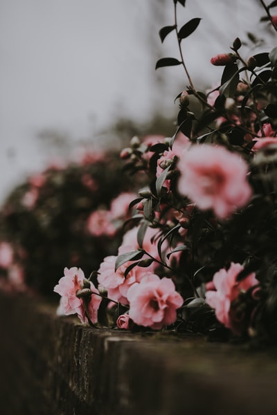 粉红花